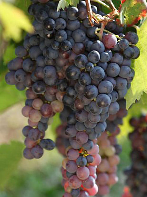 Manzoni-moscato