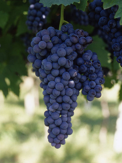 Rosato-di-Raboso