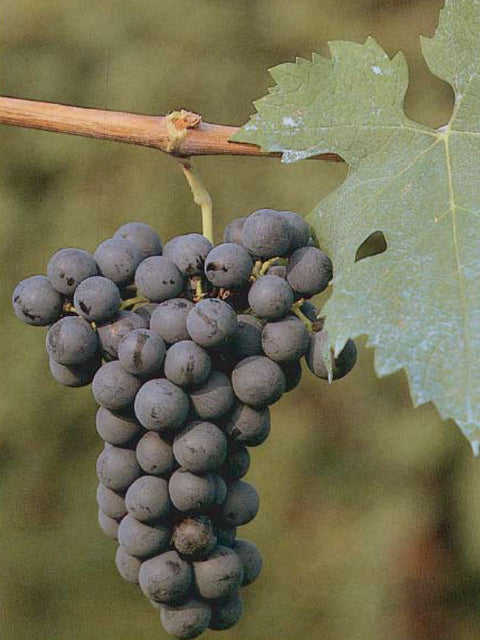 cabernet-franc