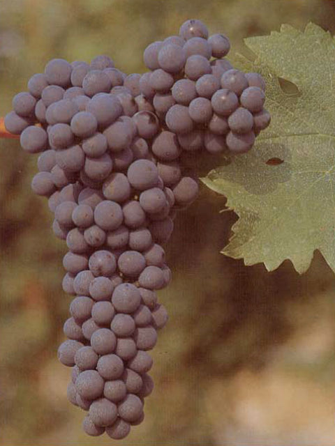 cabernet-sauvignon