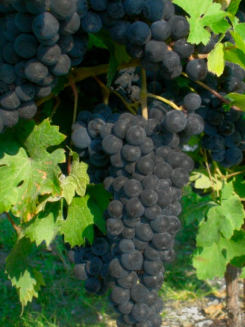 cabernet-volos