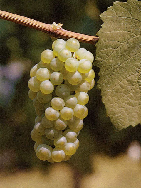 chardonnay