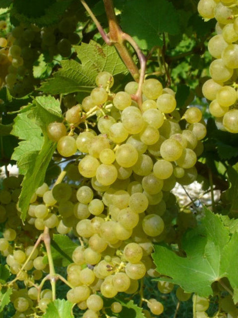 fleurtai