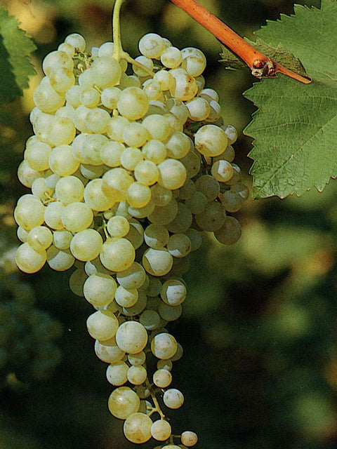 glera-prosecco
