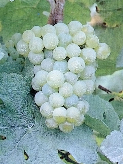manzoni-bianco (1)