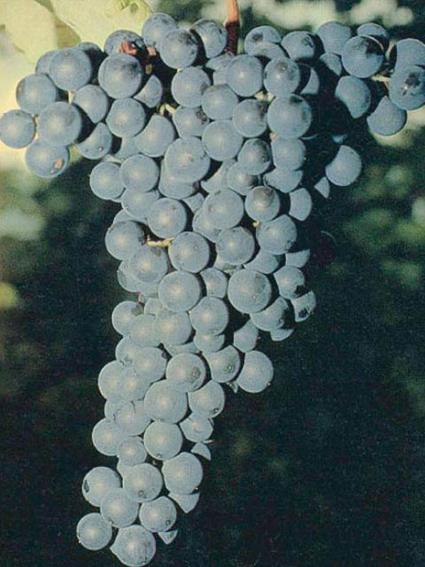 marzemino