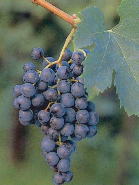 merlot