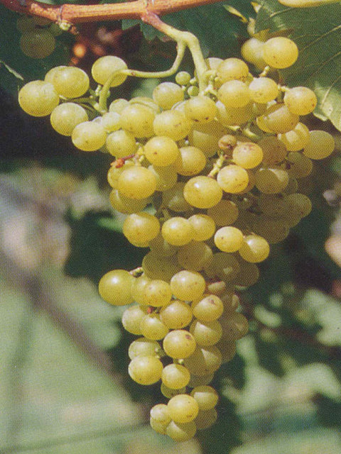 moscato-giallo