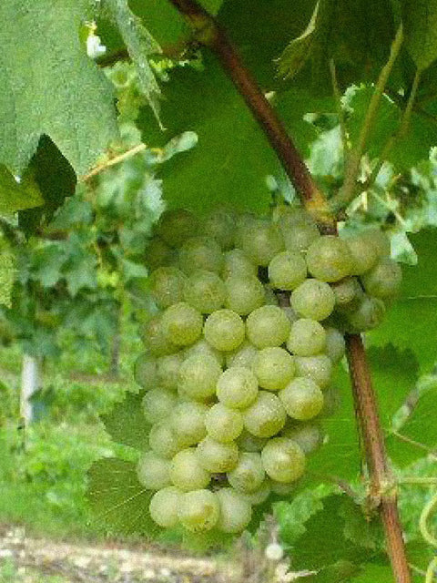 muller-thurgau (1)