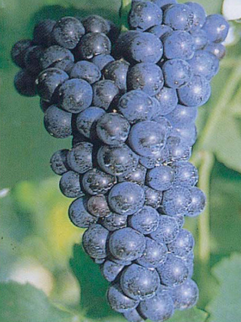 pinot-nero