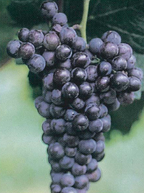 raboso