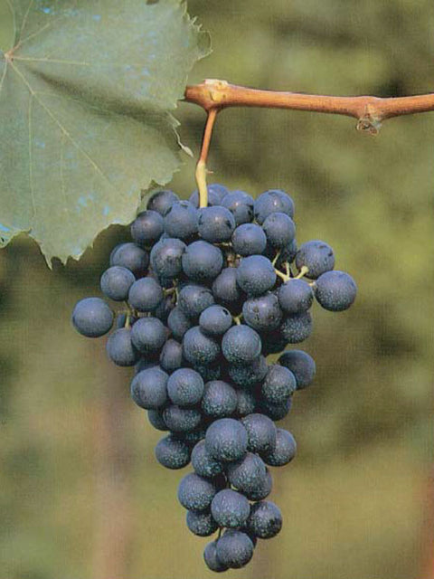 refosco