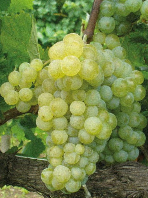 Ribolla Gialla