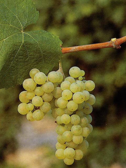 riesling