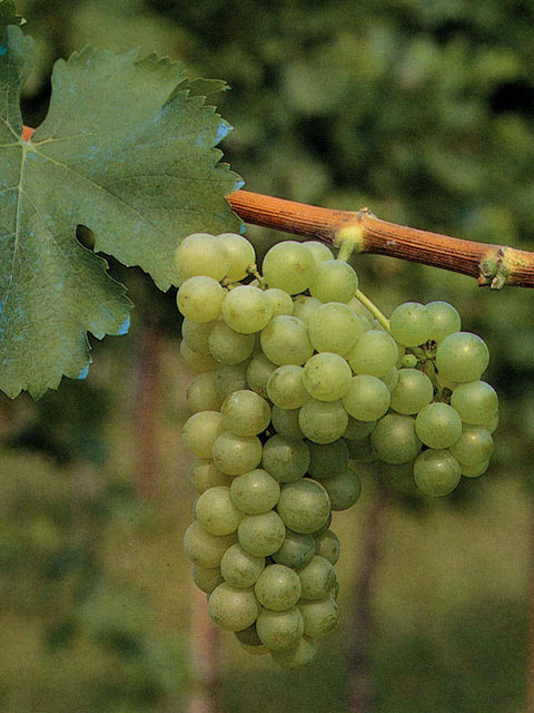 sauvignon