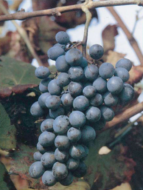 schioppettino