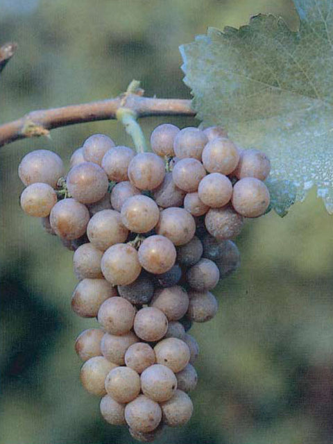 traminer-aromatico