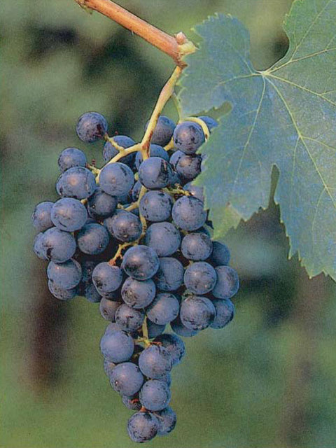 vigna-dei-bonato